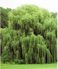 Golden Weeping Willow Trees - 2 Live Plants - Salix babylonica - Ready to Plant