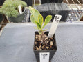 Variegated Euphorbia milii Crown of Thorns Plant - Indoor Outdoor Succulent in 4-Inch Pot