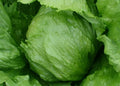 Iceberg Lettuce Seeds - 1000+ Head Variety, Lactuca sativa, Crisp Green Leaf, Vegetable Garden Salad Seeds