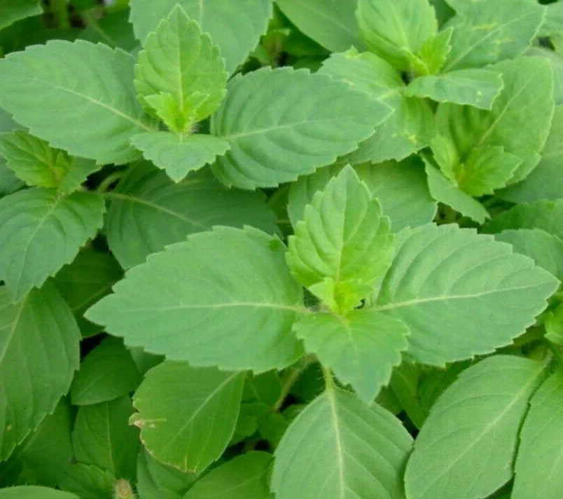 Tulsi Basil Seeds 200+ Holy Basil Ocimum sanctum Organic Non-GMO Herb for Garden and Cooking
