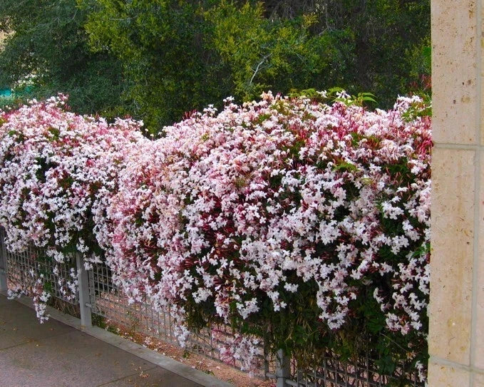 Pink Jasmine Starter Plant - Extremely Fragrant Jasminum Polyanthum - Rooted and Ready for Potting - Perfect for Gardens