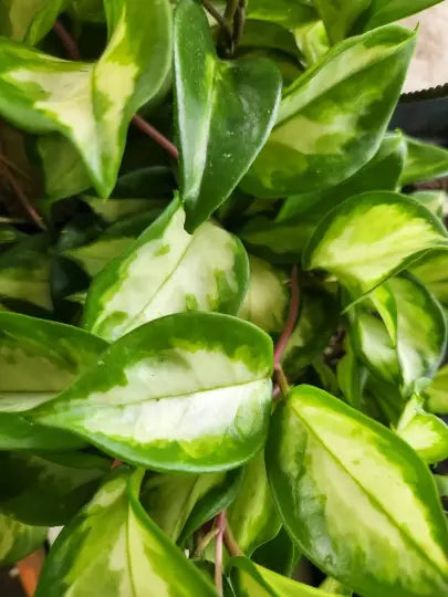 Hoya Carnosa 'Krimson Princess' Variegated Wax Plant, Indoor Trailing Vining House Plant