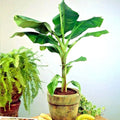 DWARF Cavendish Banana Tree Seeds - 20 Pack - Musa acuminata - Hardy Tropical Fruit Plant