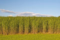 Switchgrass Seeds for Planting - Fast Growing Hardy Prairie Grass, Biofuel (Panicum virgatum)