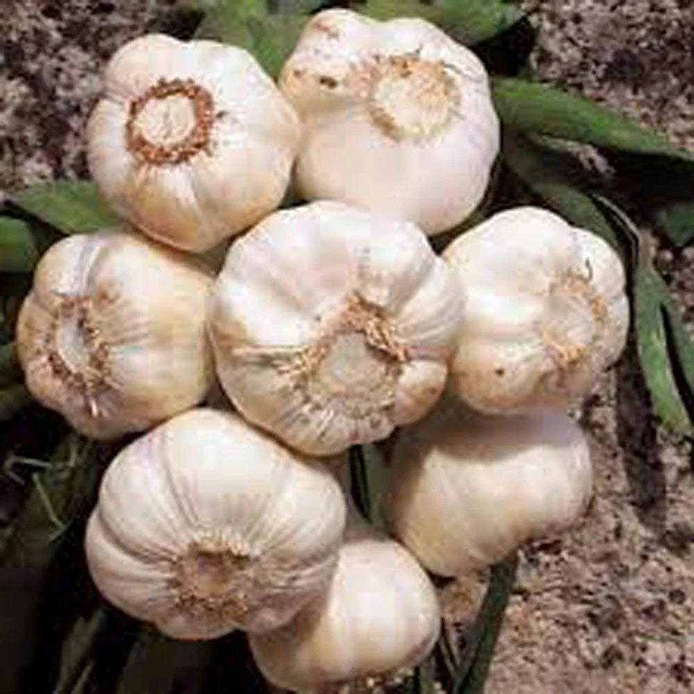 Garlic Bulbs 6 Pack, Fresh California Softneck Garlic, Allium sativum, Planting & Growing