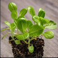 Little Gem Lettuce Seeds - Non-GMO - 2,000 Seeds for Home Garden - Lactuca sativa