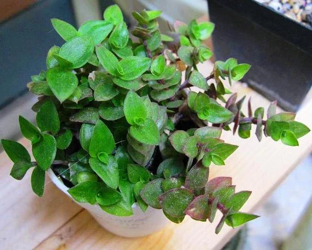 Dwarf Wandering Jew Plant - Tradescantia Minima - Bolivian Chain Plant - Indoor Houseplant, Green Foliage