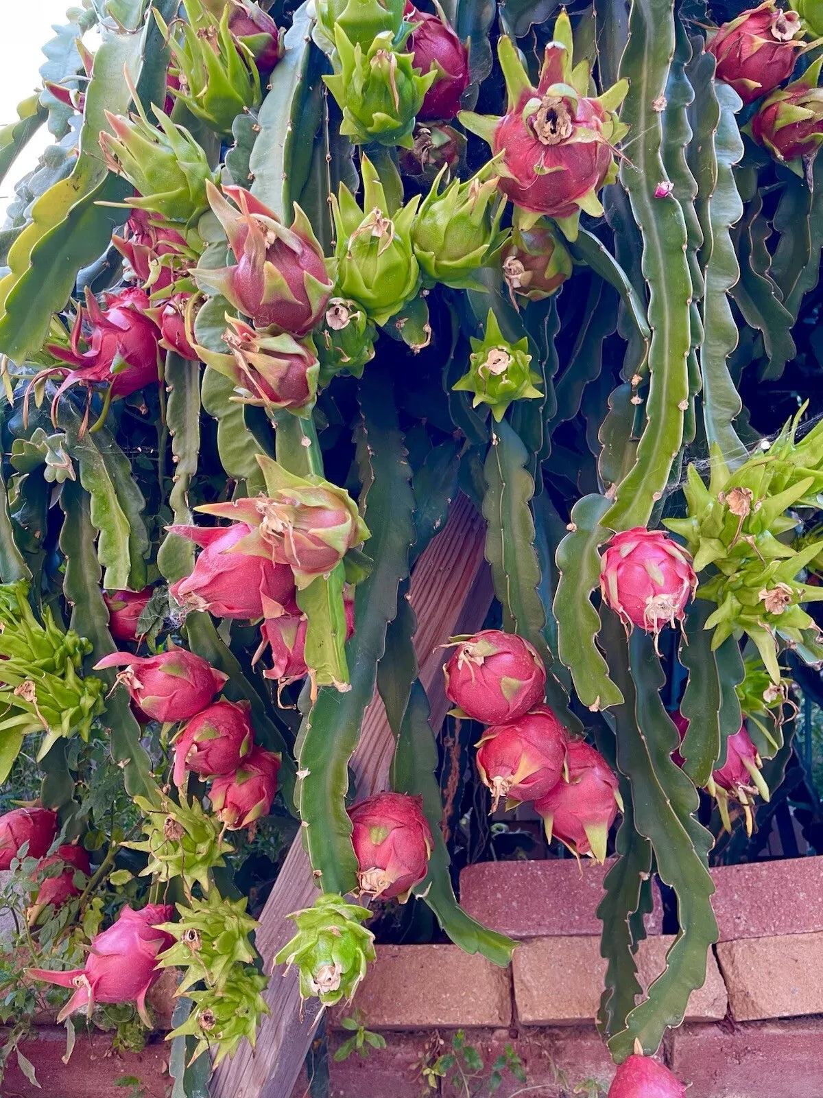American Beauty Dragon Fruit Cuttings 8"-10" Red Flesh Self Pollinating Hylocereus costaricensis