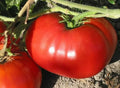 Non-GMO Heirloom Tomato Seeds - World Record Beefsteak - Juicy, Large Fruit - Solanum lycopersicum