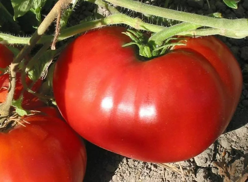Non-GMO Heirloom Tomato Seeds - World Record Beefsteak - Juicy, Large Fruit - Solanum lycopersicum
