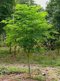 Moringa Tree Seeds - 30 Pack - Fast Growing Moringa oleifera for Garden