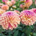 Palmares Dahlia Seeds - 25 Perennial Flowering Seeds for Garden Borders & Cut Flowers - Dahlia pinnata