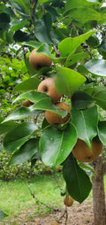 Asian Round Pear Tree Cuttings for Rooting, Grafting, Propagating - 10 Healthy Cuttings - Pyrus pyrifolia