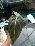 Anthurium Plant 4-Inch Pot Red Crystallinum x Crystallinum Hybrid Indoor Houseplant