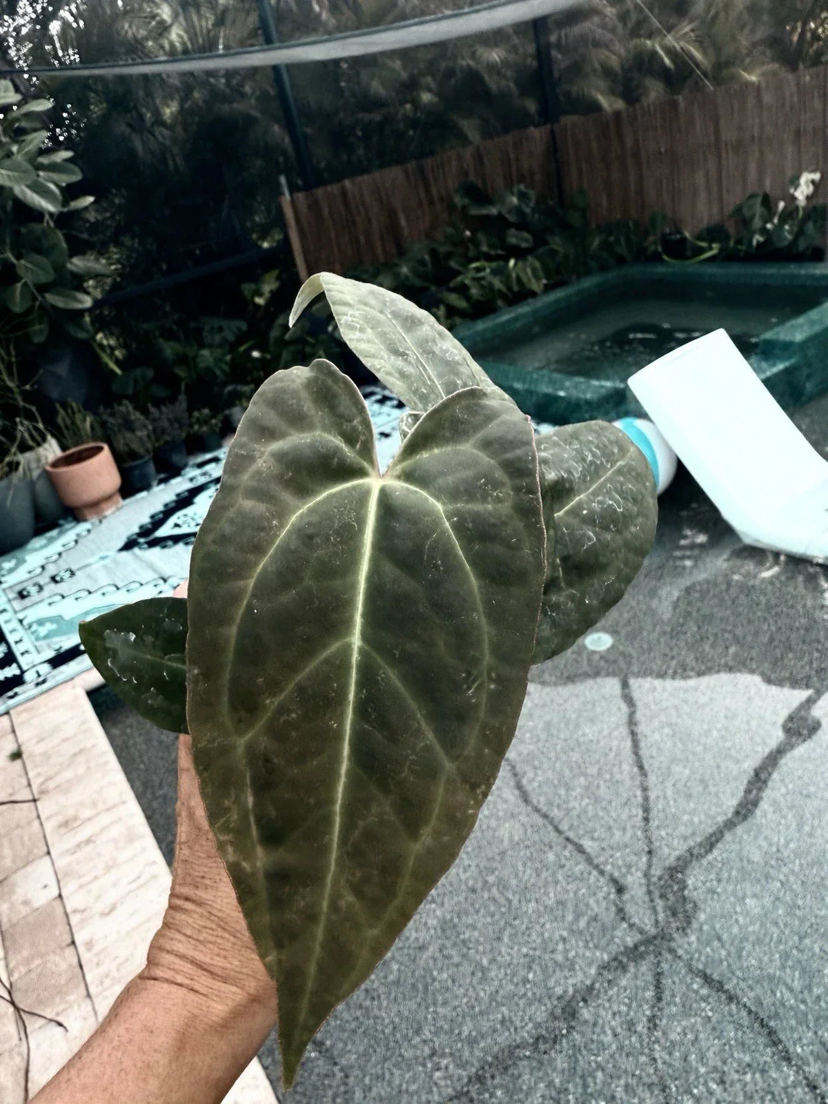Anthurium Plant 4-Inch Pot Red Crystallinum x Crystallinum Hybrid Indoor Houseplant