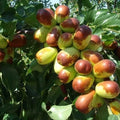 Jujube Cuttings - 10pcs+ - Sherwood Variety - Chinese Red Date - Ziziphus jujuba