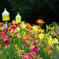 Mixed Color Daylily Live Starter Bare Root Plants Set of 2 - Hemerocallis - Easy to Grow Perennial Garden Flowers