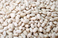 Navy Bean Seeds - 50 Count - White Kidney Beans - Phaseolus vulgaris