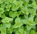 Italian Oregano Seeds - 2000+ Culinary Herb Seeds for Garden, Non-GMO, Origanum vulgare, Aromatic Spice