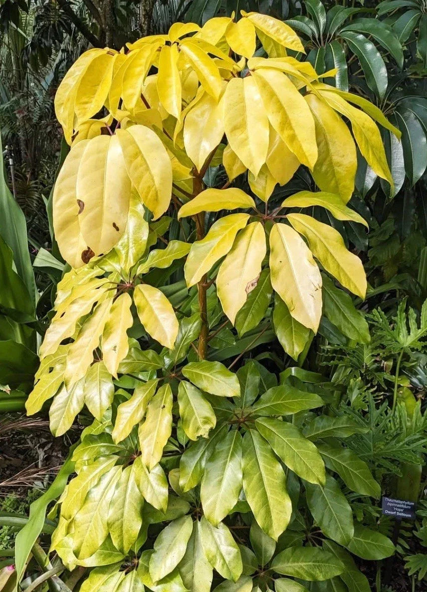 Schefflera Plant in 3”-4” Pot, Amate Soleil Variety, Indoor Houseplant, Schefflera actinophylla