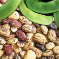 Jackson Wonder Lima Bean Seeds - Speckled Baby Butter Beans - Phaseolus lunatus - 2025 Planting