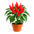 Giant Cayenne Pepper Seeds - 20+ Heirloom Non-GMO Seeds - 6" Pods - 20-50K SHU - USA Grown