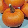 Pumpkin Seeds 500 Count Small Sugar Heirloom Non-GMO Cucurbita pepo for Baking & Gardening