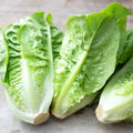 Little Gem Lettuce Seeds - Heirloom Non-GMO Variety - Organic Vegetable Seeds - Ideal for Home Gardening