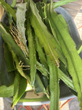 Dragon Fruit Cuttings 8-12 Inches | Hylocereus Undatus | Tropical Cactus Clippings for Home Garden