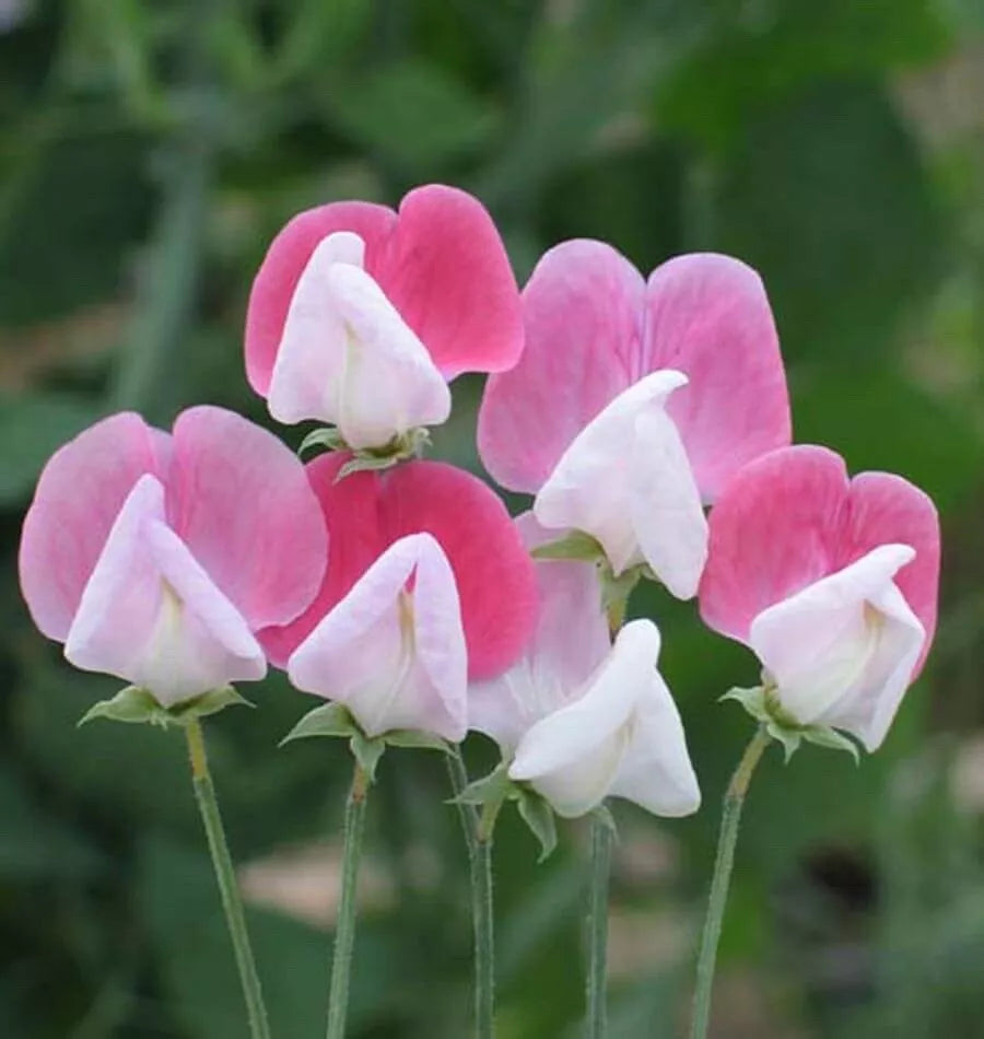 Sweet Pea Seeds Pkt of 40 Painted Lady Climbing Fragrant Lathyrus odoratus