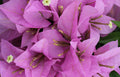 Bougainvillea Starter Plant - Rijnstar Lila - Well Rooted Plug Plant - USA Seller