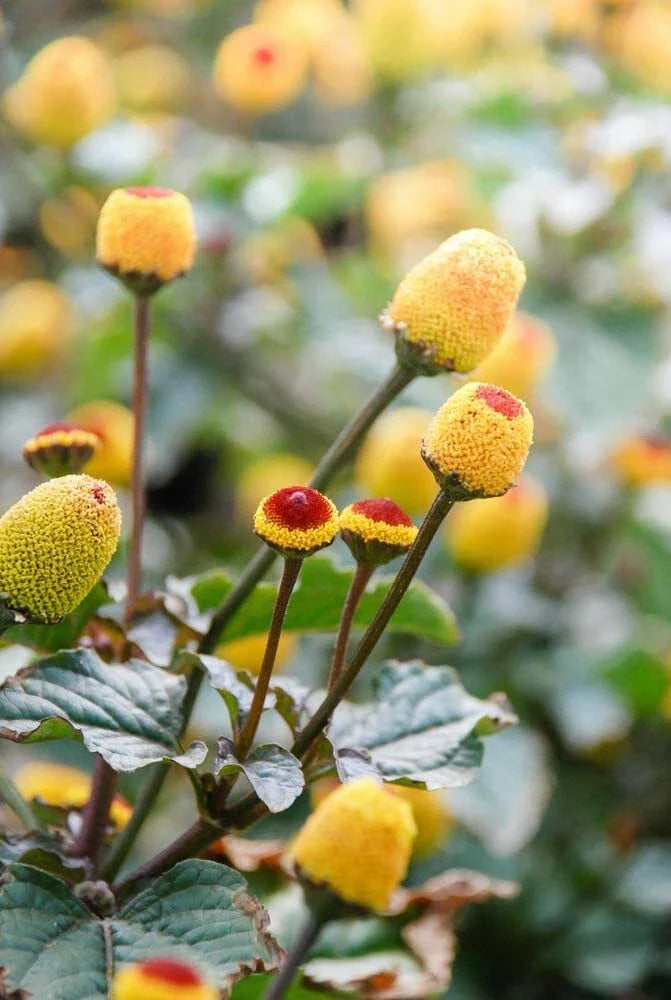 Toothache Plant Seeds - 150 Count - Exotic Herbal Seeds - Spilanthes acmella