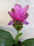 PINK Siam Tulip Plant Babies 2x - Curcuma Alismatifolia - Ginger Curcuma, Tropical Perennial Bulb Plant