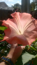 Brugmansia Angel Trumpet Live Plant Node - Pink - No Leaves or Roots - Tropical Flowering Plant