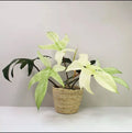 Philodendron Cutting Florida Ghost Rare Indoor Plant Philodendron 'Florida Ghost'