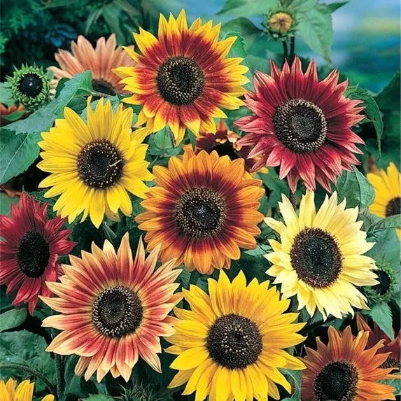 Sunflower Seed Mix 10 Species Non-GMO Garden Pollinator Friendly Helianthus spp.