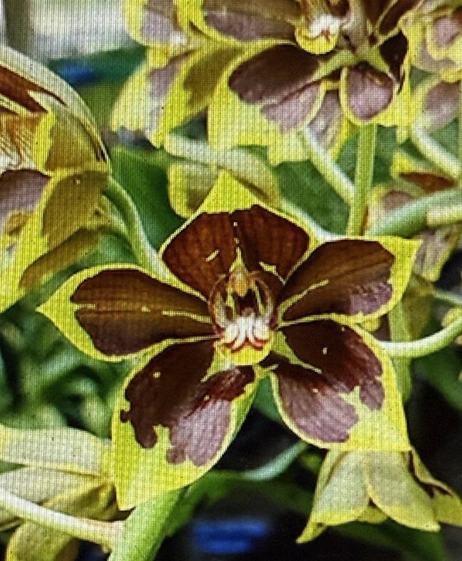 Small Rooted Orchid Plant Bulb - Bare Root Variety, Perfect for Repotting - Orchidaceae