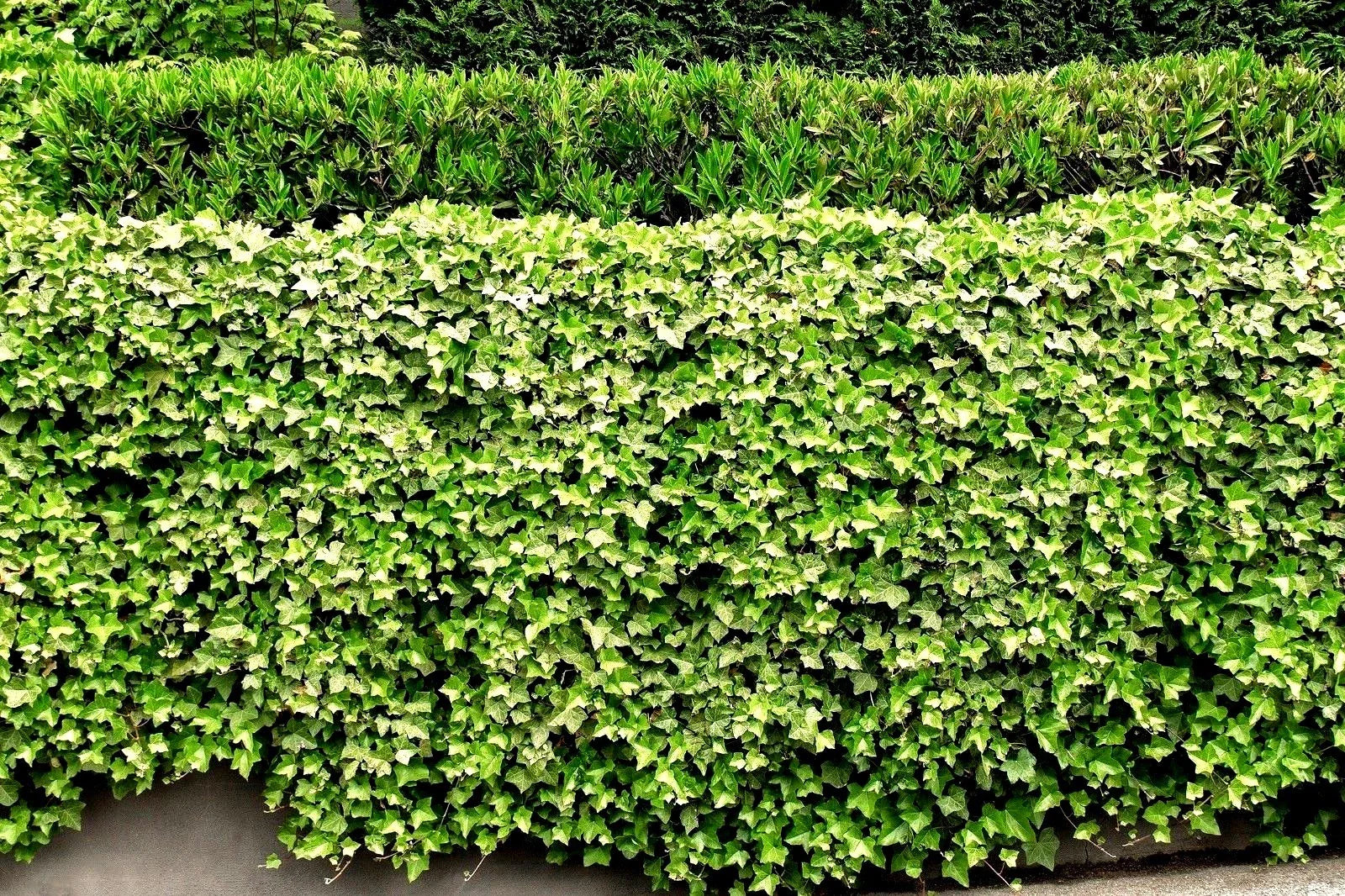 English Ivy Live Plant Roots - 5 Bare Roots for Living Fence, Patio Cover - Hedera helix - Green Lawn Solution