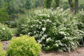 White Wedding Cake Spirea Cuttings 10 Unrooted 6-8" Set, Spiraea prunifolia, Hardy Zones 5-9, DIY Planting, Garden Decor