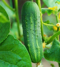 Cucumber Seeds 50+ Ashley Cucumis sativus Hot Weather Vegetable Garden, Vining, Crisp, Salad, Pickling