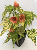 Thompsonii Variegated Peach Abutilon Flowering Maple Small Rooted Starter Plant - Perfect for Home Gardens or Indoor Decor