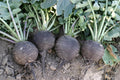 Black Spanish Radish Seeds - 320 Count, Giant 3-4 Inch, Raphanus sativus, Non-GMO, for Salads, Pickling & Cooking