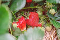 Eversweet Everbearing Strawberry Plants Set of 6 Live Bare Root, Disease-Resistant, Fragaria × ananassa, Zones 5-8
