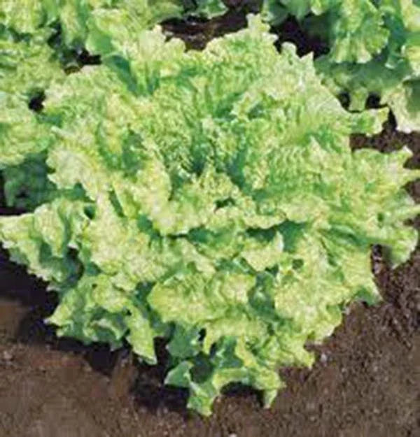 Lettuce Seeds 500 Pack - Simpson BS Leaf Lettuce, Heirloom, Non-GMO, Organic, Lactuca sativa, Salad Greens