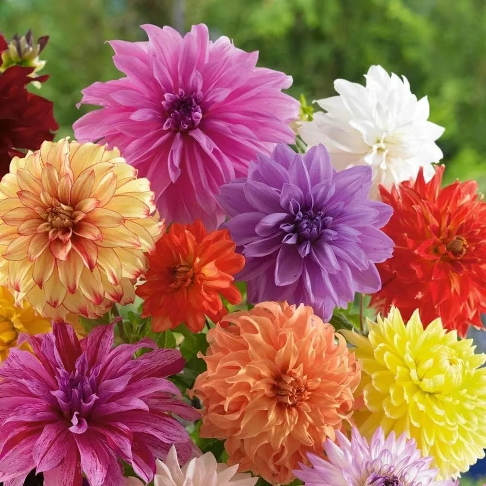 Mixed Dinnerplate Dahlia Bulbs - Assorted Colors - 3 Large Tubers - Dahlia spp.