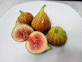 Chicago Hardy Fig Tree Cuttings - 10 Unrooted 6-8" Long - Ficus carica "Chicago Hardy" - Cold Hardy Variety
