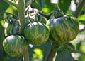 Green Zebra Tomato Seeds - Heirloom Organic Non-GMO Seeds for Home Gardening, Salad & Cooking - Solanum lycopersicum