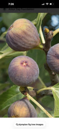 Olympian Fig Tree Cuttings 4-6 Inches Long 3 Pack, Cold Hardy - Ficus carica