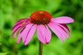 Purple Coneflower Seeds 250+ Pack | Echinacea purpurea | Butterfly Friendly Garden Seeds | Made in USA