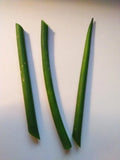 Fernwood Snake Plant Cuttings - 3 Unrooted Sansevieria Trifasciata Clippings for Indoor Gardening & Home Decor